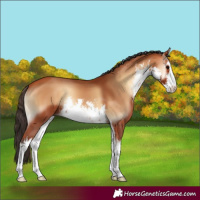 Horse Color:White Spotted Bay Onyx 