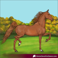 Horse Color:Unknown 
