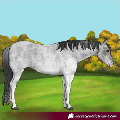 Horse Color:White Spotted Blue Roan 