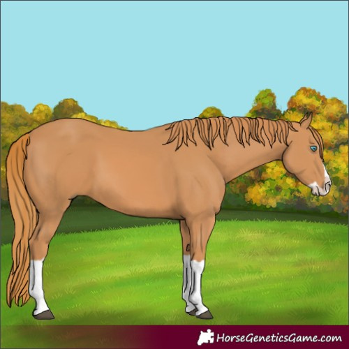 Horse Color:Chestnut Splash 