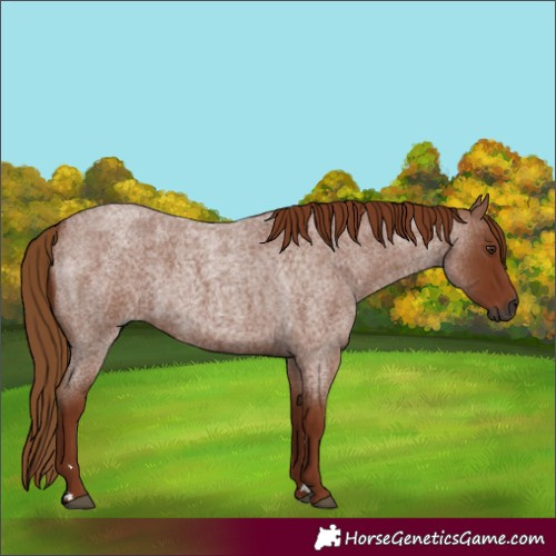 Horse Color:Gray Red Roan