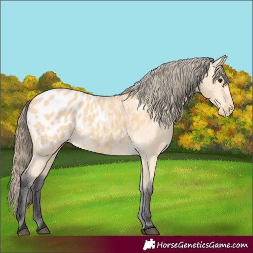Horse Color:Buckskin Appaloosa 