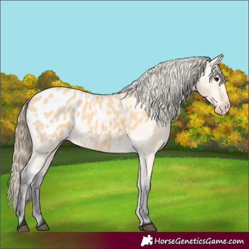 Horse Color:Buckskin Blanket 