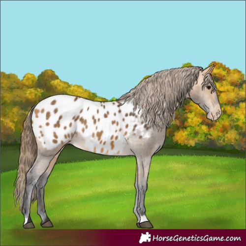 Horse Color:Buckskin Appaloosa 