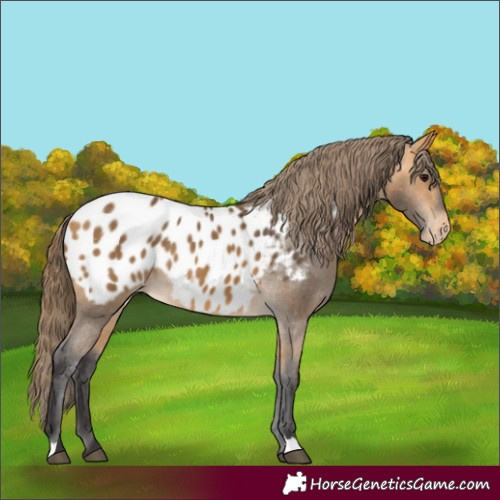 Horse Color:Buckskin Appaloosa 