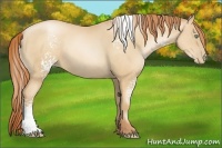 Horse Color:White Spotted Amber Champagne Pearl