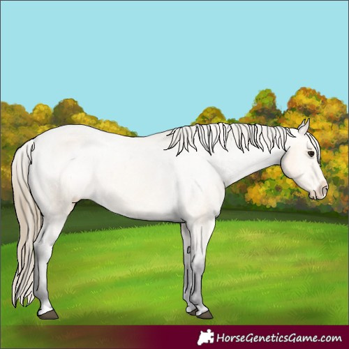 Horse Color:Buckskin Appaloosa 