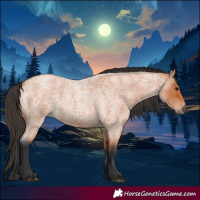 Horse Color:Bay Roan 