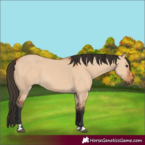 Horse Color:Bay Dun 