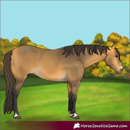 Horse Color:Buckskin 