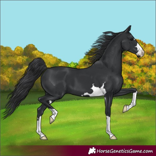 Horse Color:Unknown 