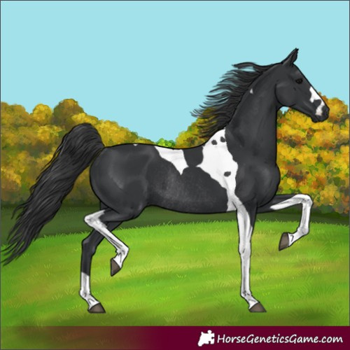 Horse Color:Black Tobiano Rabicano 