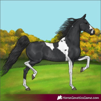 Horse Color:Black Tobiano Rabicano