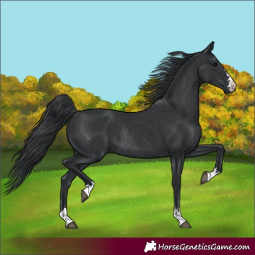 Horse Color:Black Rabicano 