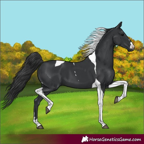 Horse Color:Black Tobiano 