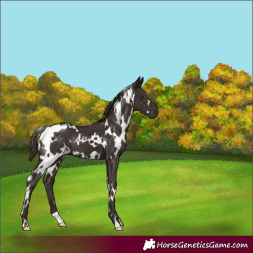 Horse Color:White Spotted Liver Chestnut 