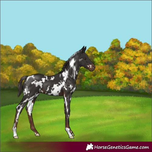 Horse Color:White Spotted Liver Chestnut 