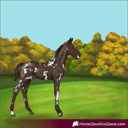 Horse Color:White Spotted Liver Chestnut 