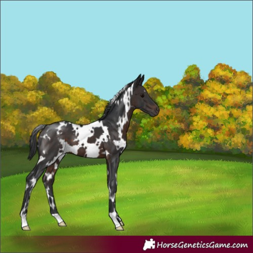 Horse Color:White Spotted Brown 