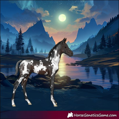Horse Color:White Spotted Brown 