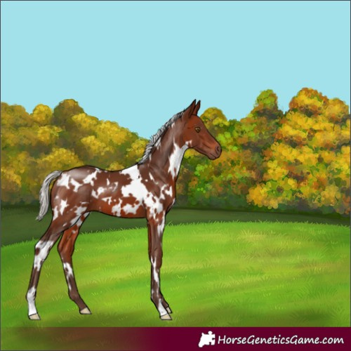 Horse Color:White Spotted Silver Brown 