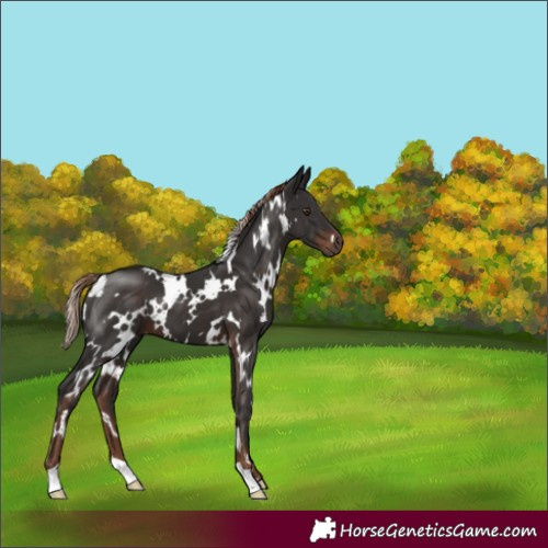 Horse Color:White Spotted Liver Chestnut 