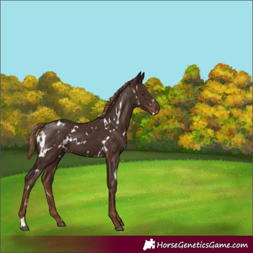 Horse Color:White Spotted Liver Chestnut 