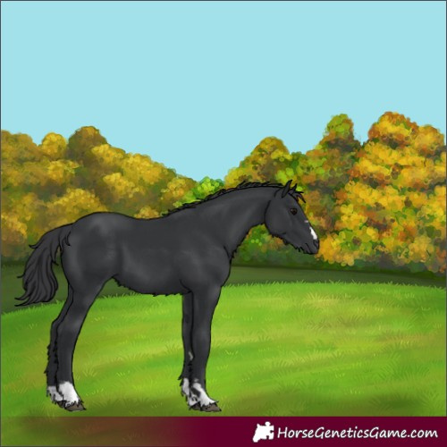 Horse Color:Black 