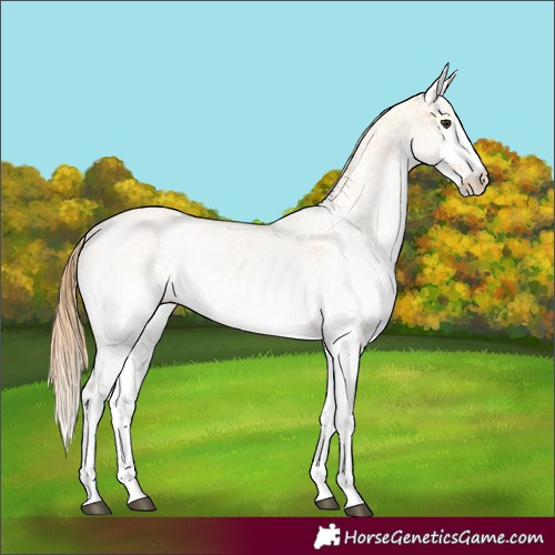 Horse Color:White Spotted Red Dun