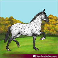 Horse Color:Black Appaloosa