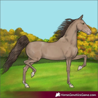 Horse Color:Classic Champagne