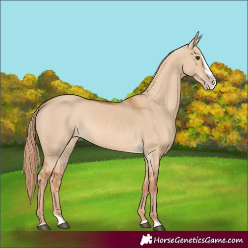 Horse Color:Red Dun Splash