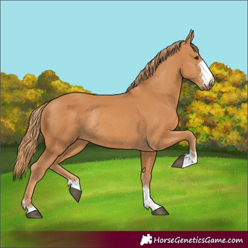 Horse Color:Chestnut Rabicano
