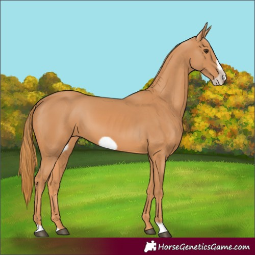 Horse Color:Chestnut Frame