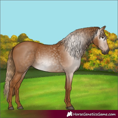 Horse Color:Gray Chestnut
