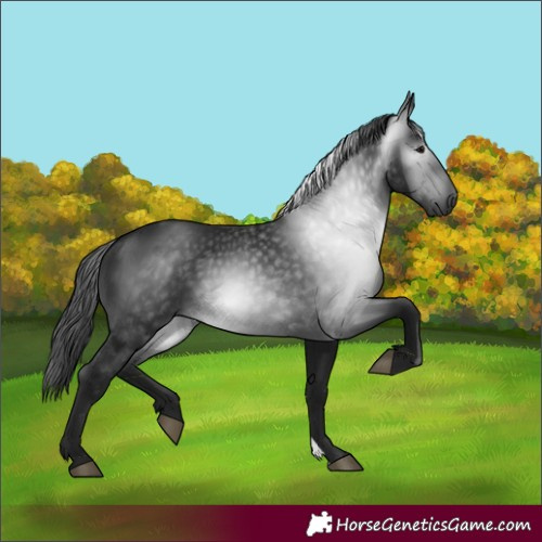 Horse Color:Gray Black