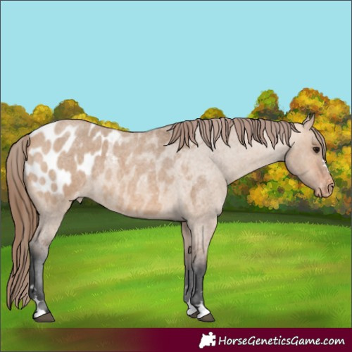 Horse Color:Bay Roan Dun Appaloosa 