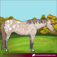 Horse Color:Bay Roan Dun Appaloosa