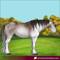 Horse Color:Gray White Spotted Bay 