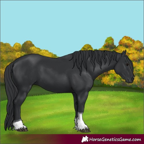 Horse Color:Black Tobiano 
