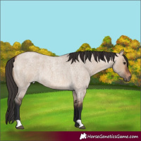 Horse Color:Bay Roan Dun