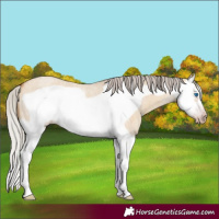 Horse Color:Gray Silver Amber Champagne Roan Dun Splash Frame 