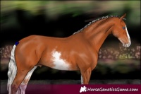 Horse Color:White Spotted Silver Bay Splash 