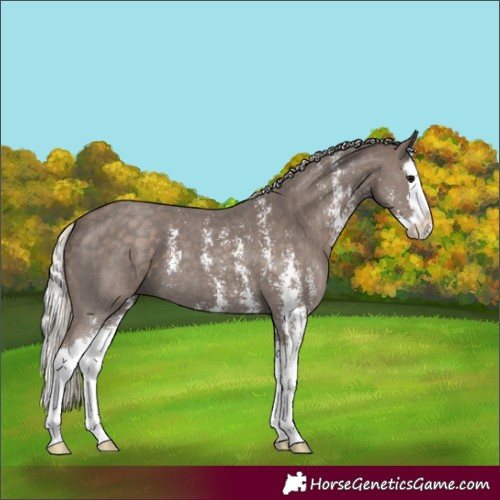Horse Color:Silver Black Sabino Splash 