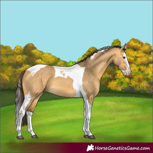 Horse Color:Buckskin Dun Splash Tobiano 