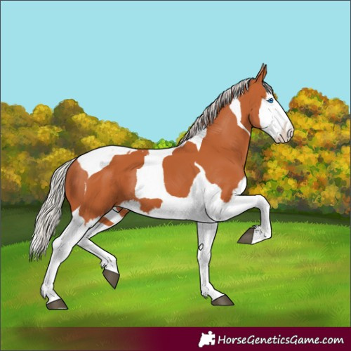 Horse Color:Silver Bay Splash Tobiano 