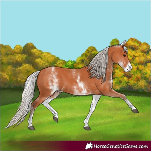Horse Color:White Spotted Silver Bay 