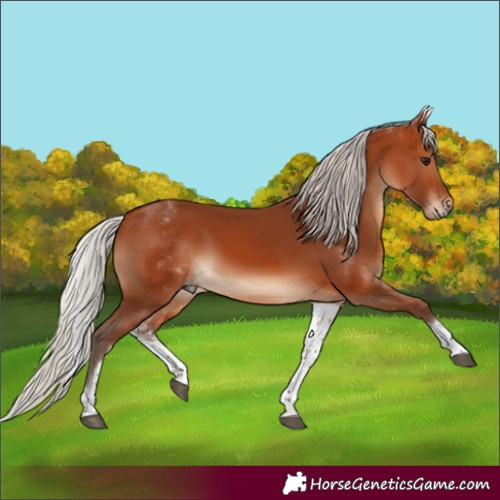Horse Color:White Spotted Silver Bay