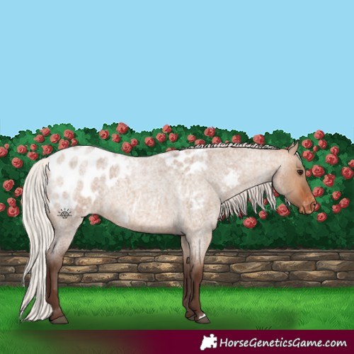 Horse Color:Silver Brown Roan Dun Appaloosa 