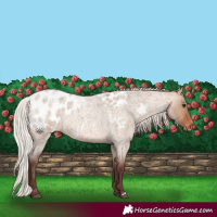 Horse Color:Silver Brown Roan Dun Appaloosa